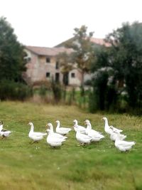 Swans in a water