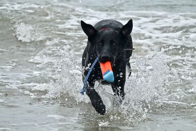 Portrait of dog on beach