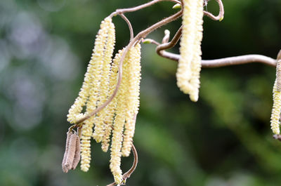 Close-up of flowering plant