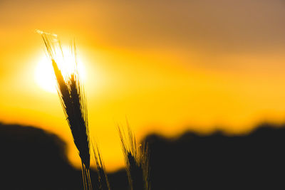 Close-up of wheat growing on field against orange sky