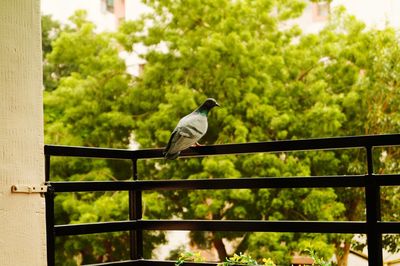 Close-up of pigeon perching on railing against trees