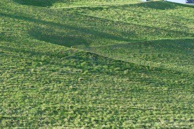 Full frame shot of agricultural field