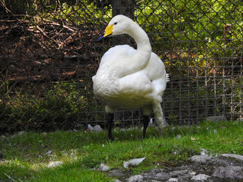 White duck on field