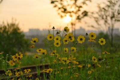 Golden-wave flowers in a morning