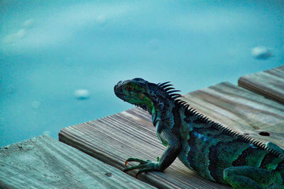 Close-up of lizard on wood against blue sky