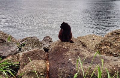 Bird perching on shore at beach