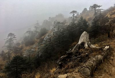 Trees in forest during foggy weather