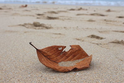 Close-up of dry leaf on beach