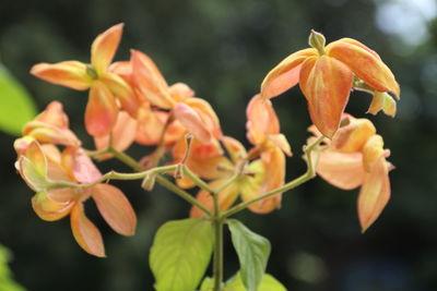 Close-up of flowering plant