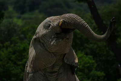 Close-up of baby elephant