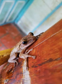 Close-up of frog on wood