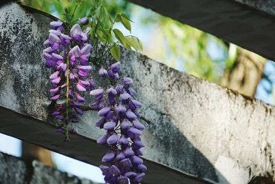 Close-up of purple flowers