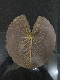 leaf