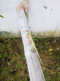 High angle view of wood on field