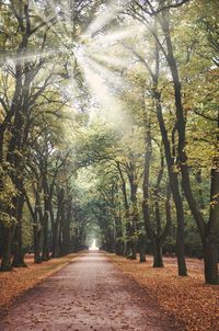 Footpath amidst trees in forest