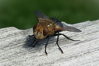 Close-up of dragonfly on leaf