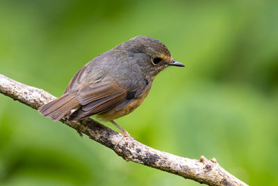 Close-up of bird perching on branch