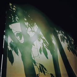 Low angle view of plants