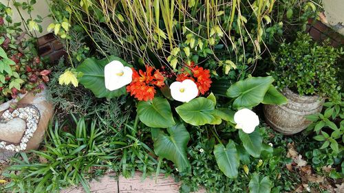 High angle view of flowers blooming outdoors