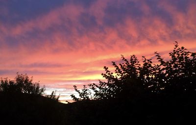 Low angle view of silhouette plants against dramatic sky