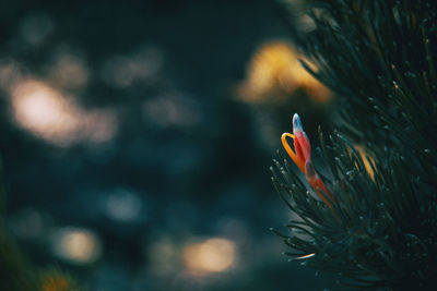 Close-up of flower on plant growing outdoors