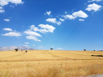 Scenic view of agricultural field against blue sky