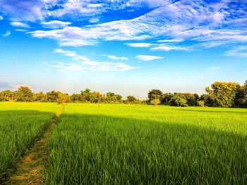 Scenic view of field against blue sky