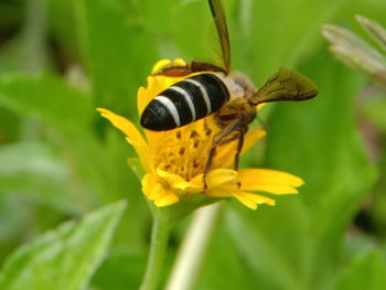 Close-up of insect on yellow flower