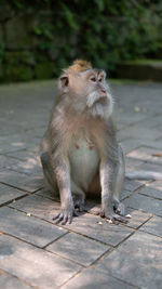 Lion sitting on footpath