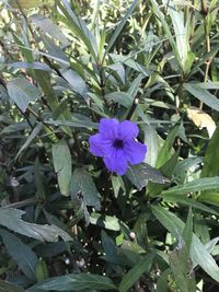 plant