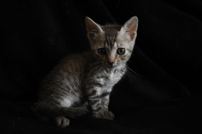 Close-up portrait of kitten on black background