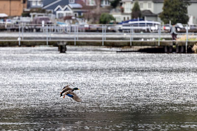 Bird flying over river