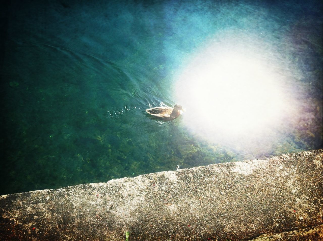 water, sea, nature, one animal, rock - object, beauty in nature, transportation, tranquility, sunlight, waterfront, day, nautical vessel, outdoors, sky, scenics, high angle view, reflection, mode of transport, tranquil scene, animal themes