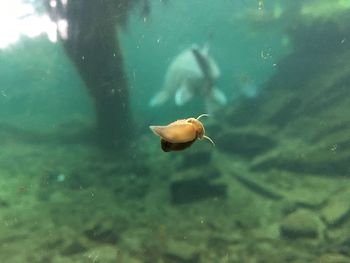 Fish swimming in water