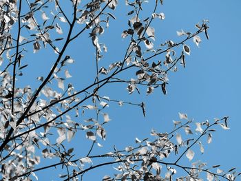 Low angle view of flowers against blue sky