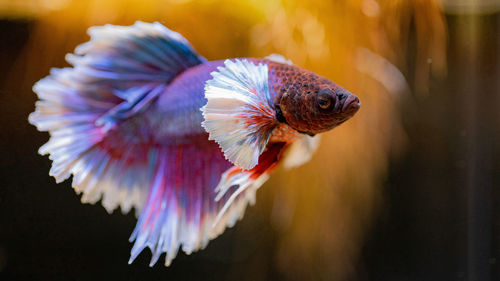 Close-up of fish swimming