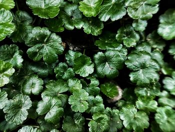 Full frame shot of fresh green leaves