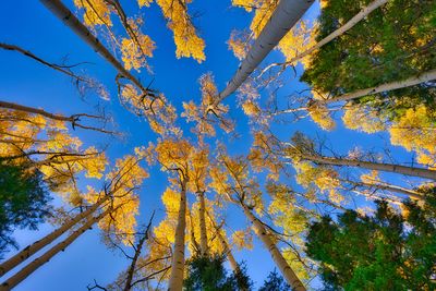 Low angle view of tree against sky