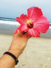 Close-up of hand holding red flower at beach