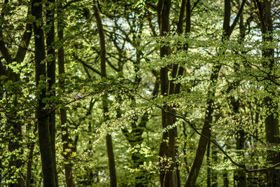 View of bamboo trees in forest