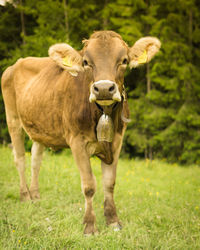 Portrait of cow standing on field