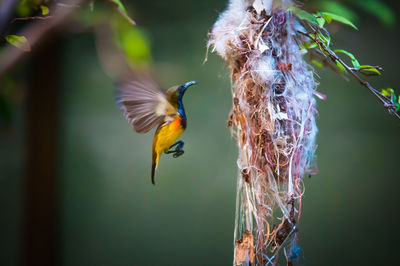 Close-up of bird flying over blurred background