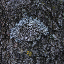 Full frame shot of tree trunk