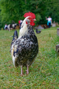 Rooster on field