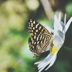 Close-up of butterfly pollinating flower