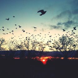 Flock of birds flying over the sea