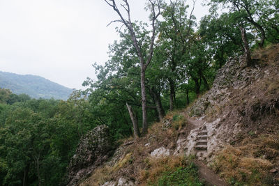 Scenic view of trees growing on mountain against sky