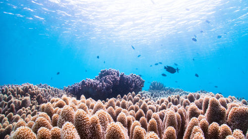 View of fish underwater