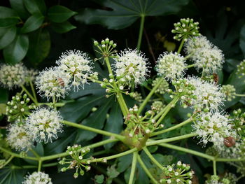 Close-up of flowers blooming outdoors