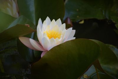 Close-up of lotus water lily in pond